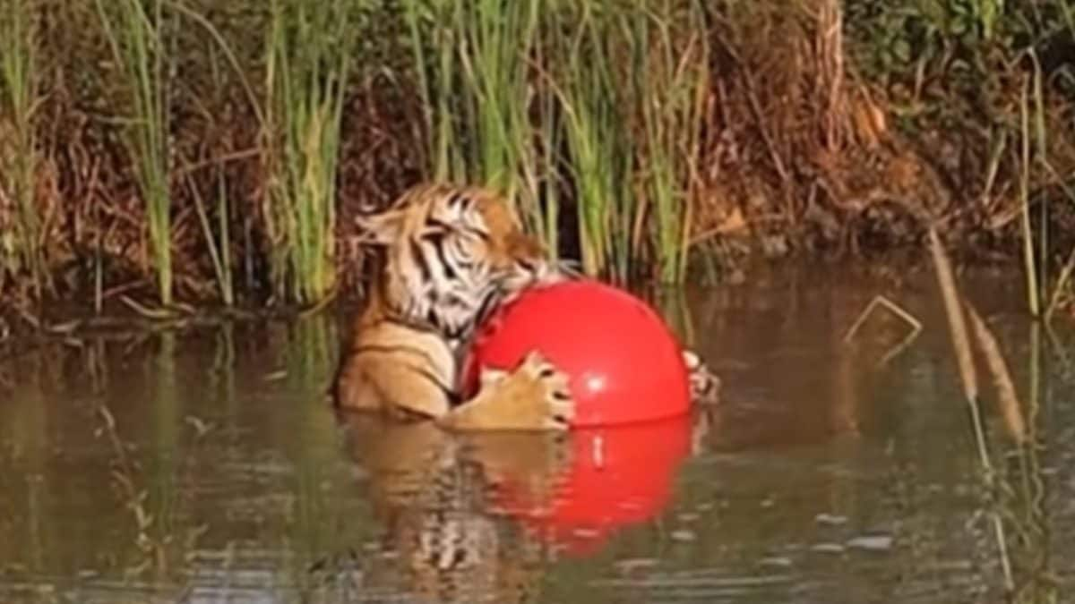 1707431152 Video Of Tiger Sunbathing Along With Toy Ball Is Too.jpg