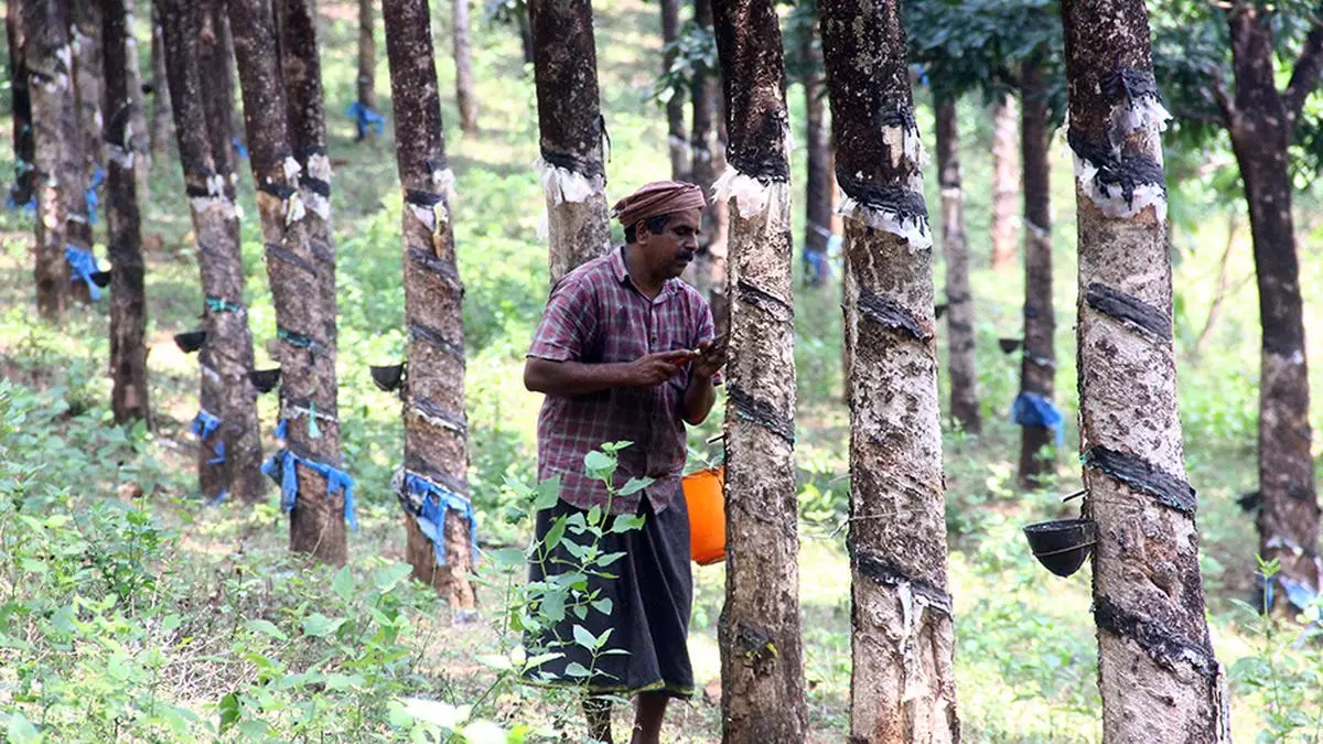 Centre Hikes Allocation For National Rubber Scheme By 23 To ₹70869.jpg