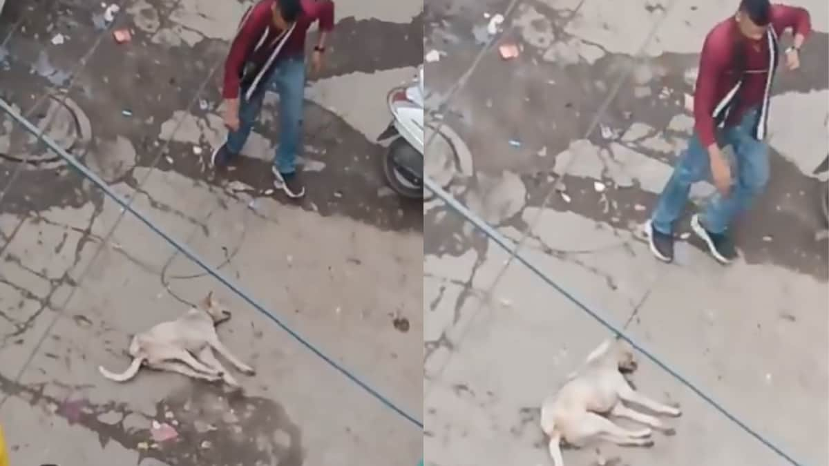 Delhi Man Strangles Dog With Wire In Shocking Video.png