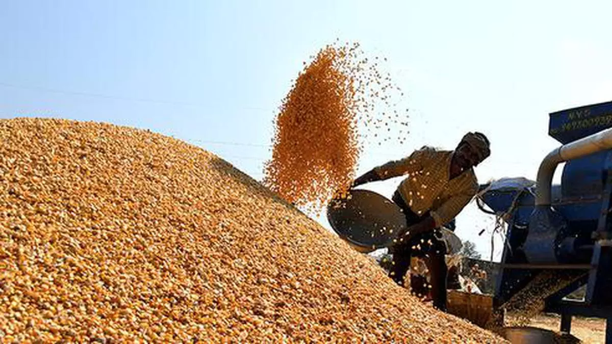 Govt To Start Maize Purchase By Distillers At Guaranteed Price.jpg