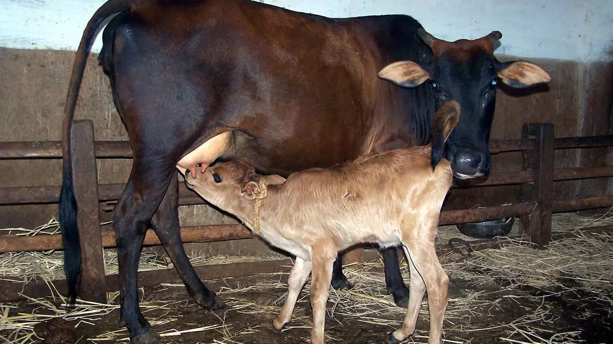 Green Future Of Farming Ais Role In Promoting Healthy Cattle.jpg