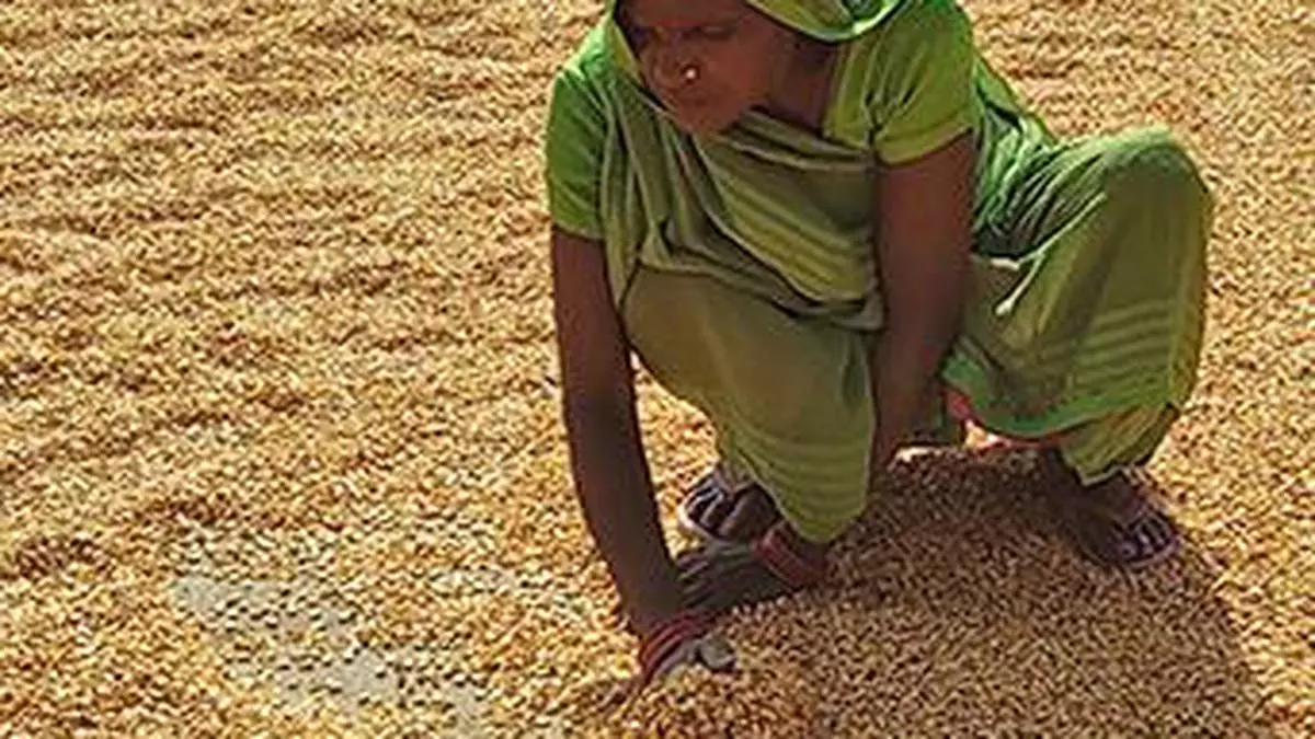 India Estimates Record Wheat Mustard Crop And Fall In Rice.jpg