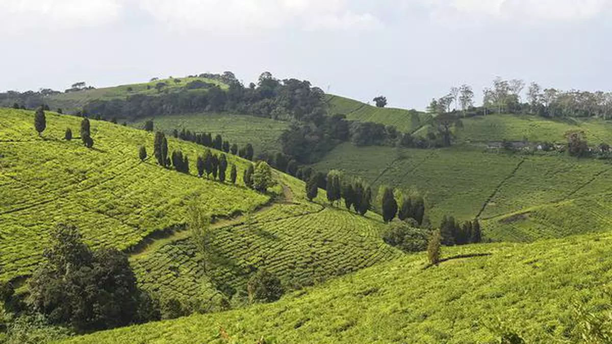 Indian Tea Producers Likely To Be Hit By Iran Lanka Tea For Oil.jpg