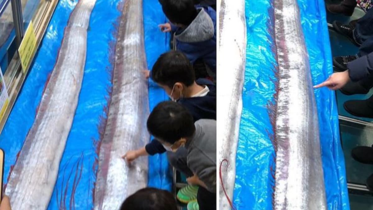 Rare Nine Foot Oarfish Known As Harbinger Of Doom Caught In.png