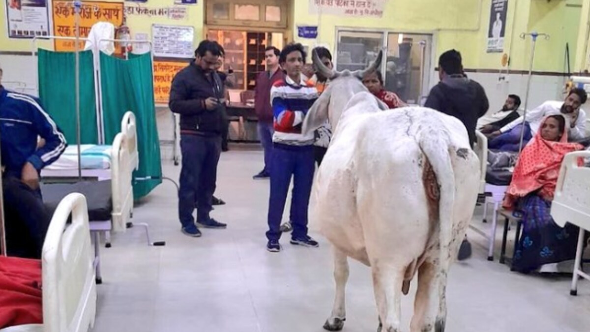 Watch When A Bull Visited Hospital In Ups Rae Bareli.png