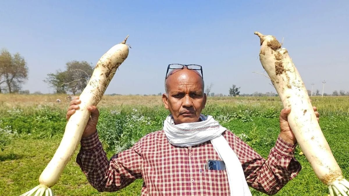 1709788003 Bihar Farmers Record Breaking Radishes Weighing Up To 15 Kg Attract.jpg