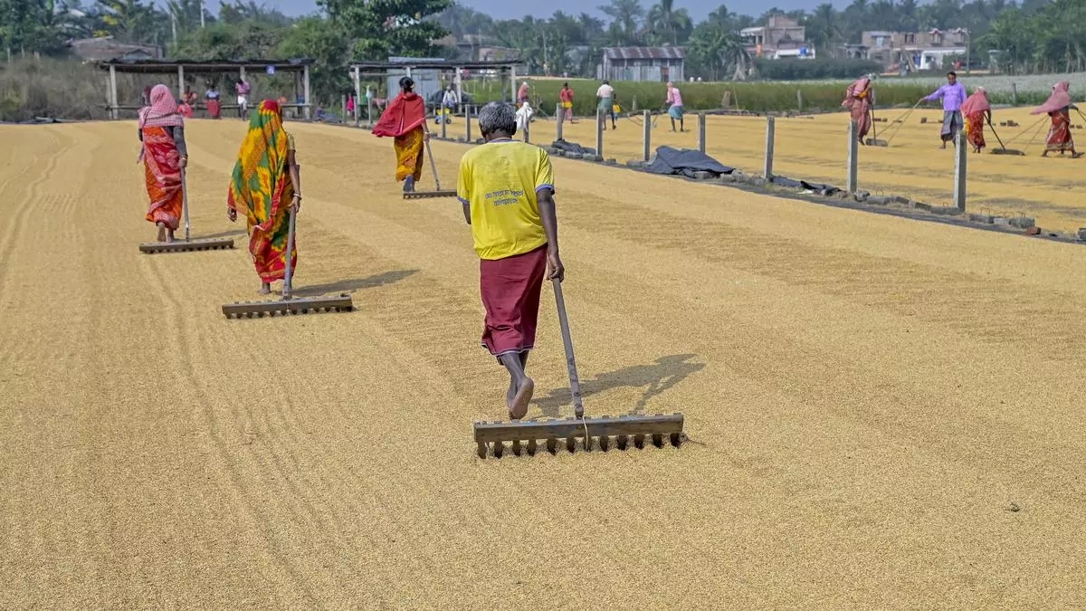 1710187598 Fall In West Bengal Output Drags Indias Rice Production.jpg