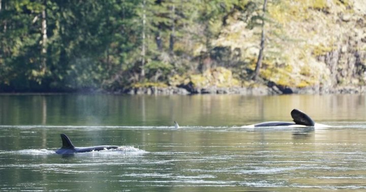 1711908768 ‘highly Complex Operation Low Tide Pauses Bc Orca Rescue Efforts.jpg