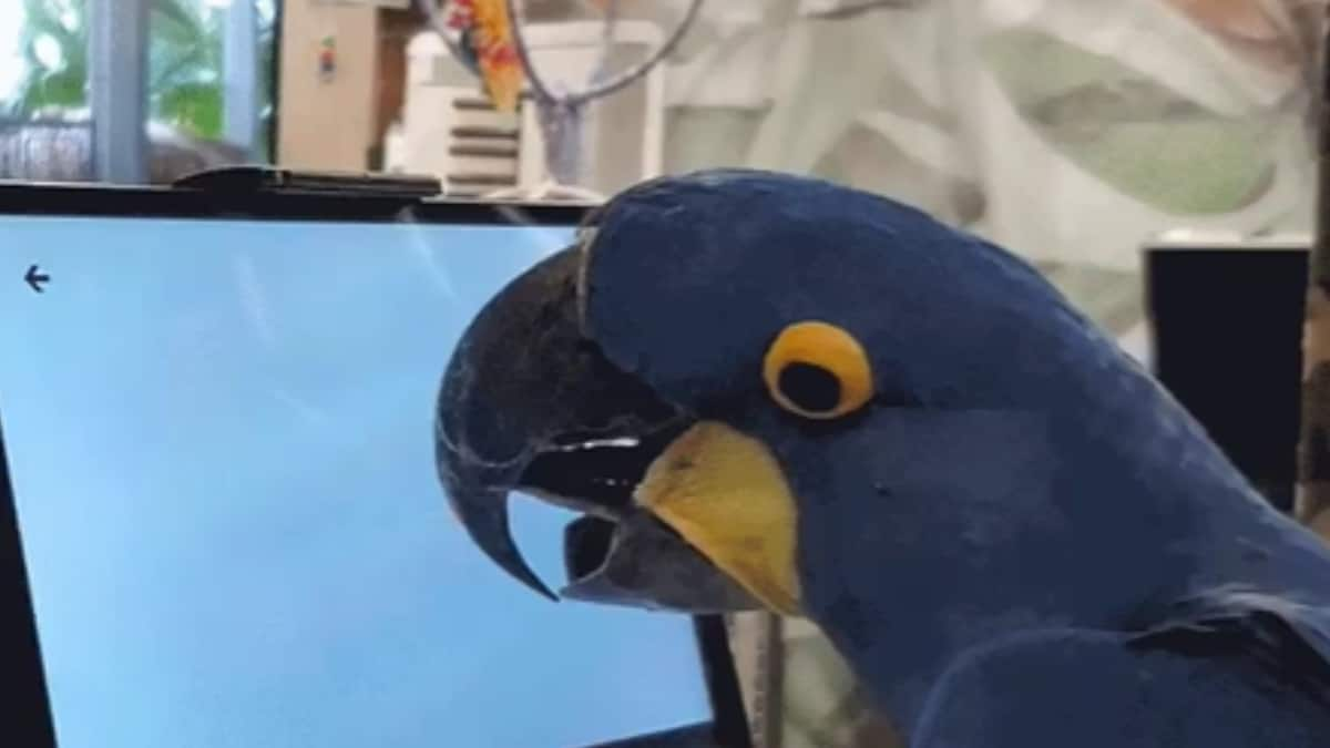 Can Parrots Play Games On Tablet This Study Claims So.png