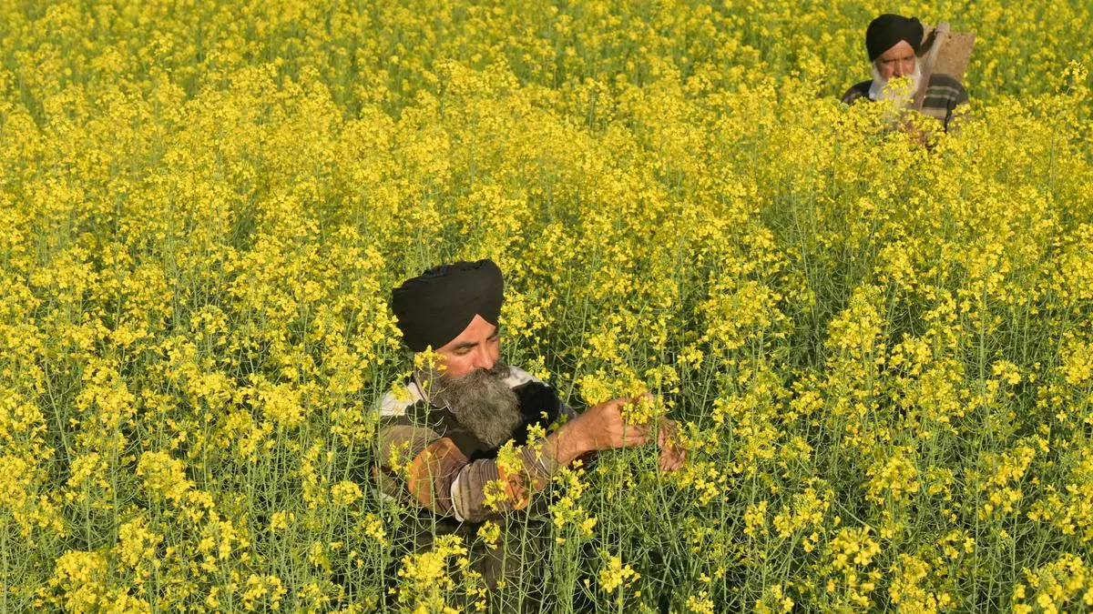 Centre Selects Jharkhand To Scale Up Mustard Output.jpg