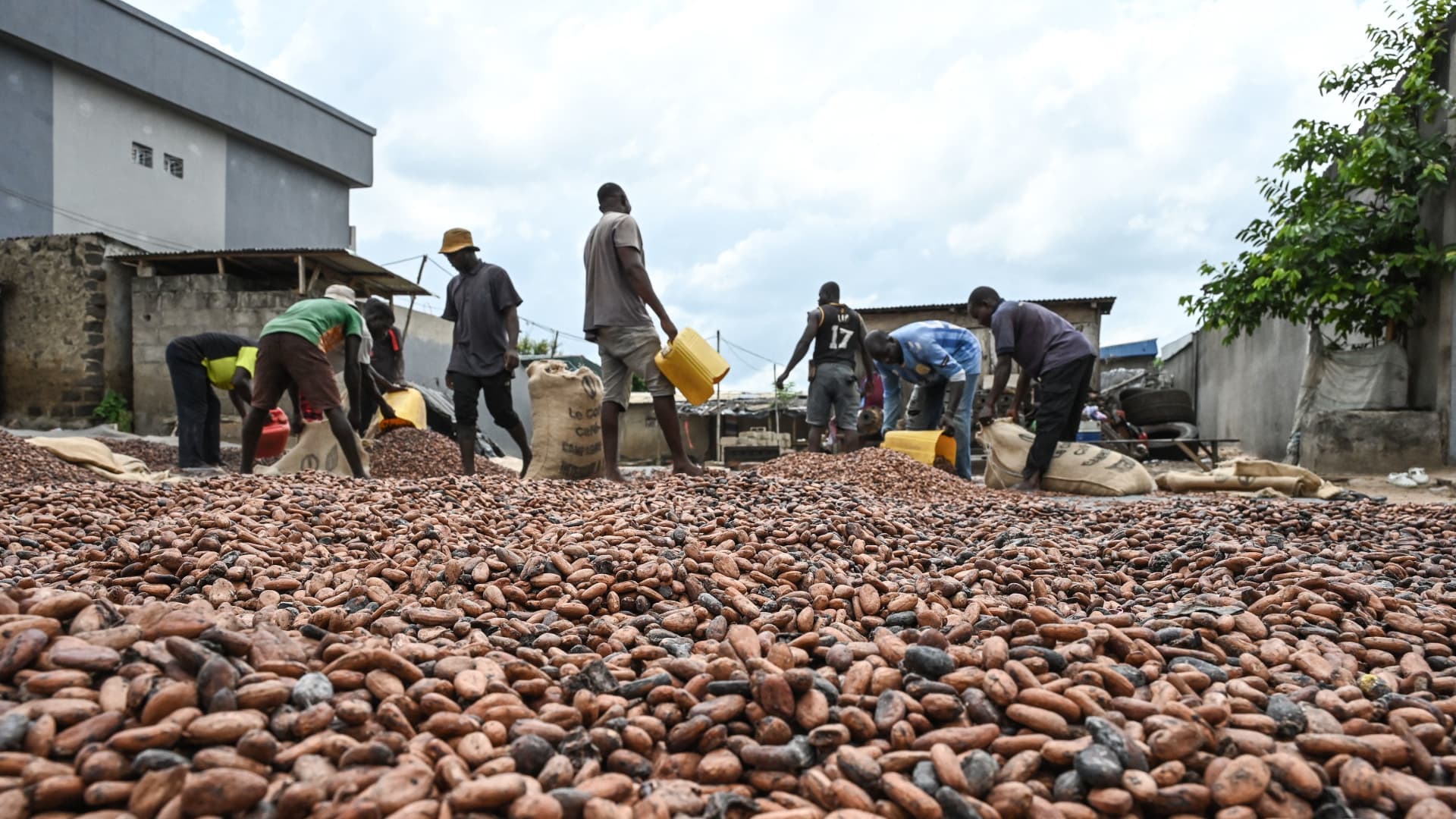 Cocoa Prices Hit 10000 Per Metric Ton For The First.jpeg