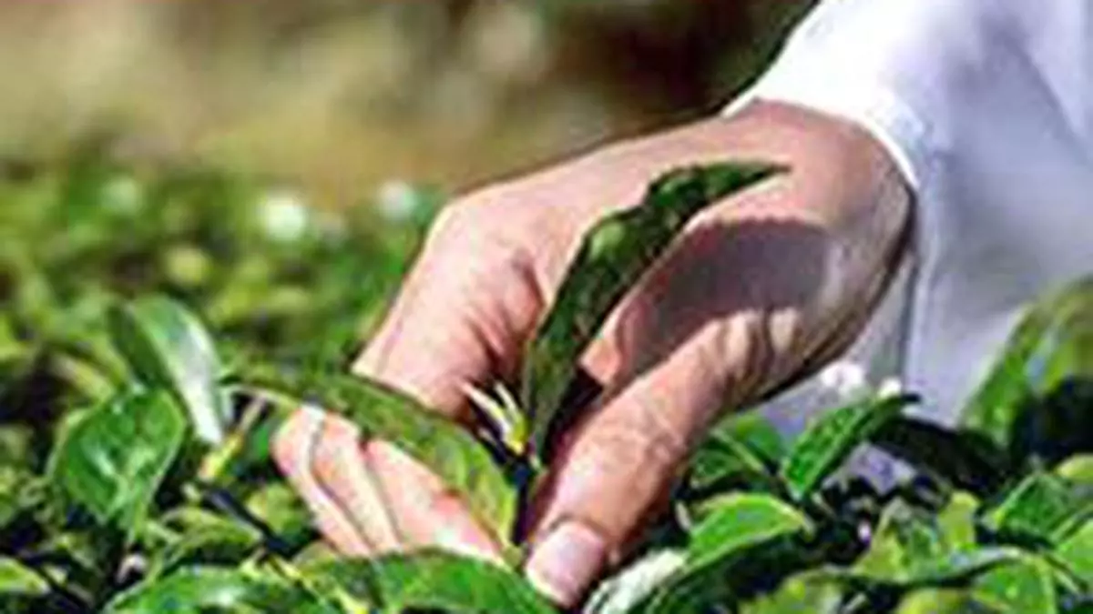 Easter Holidays Export Demand Lift Orthodox Tea Prices In Kochi.jpg