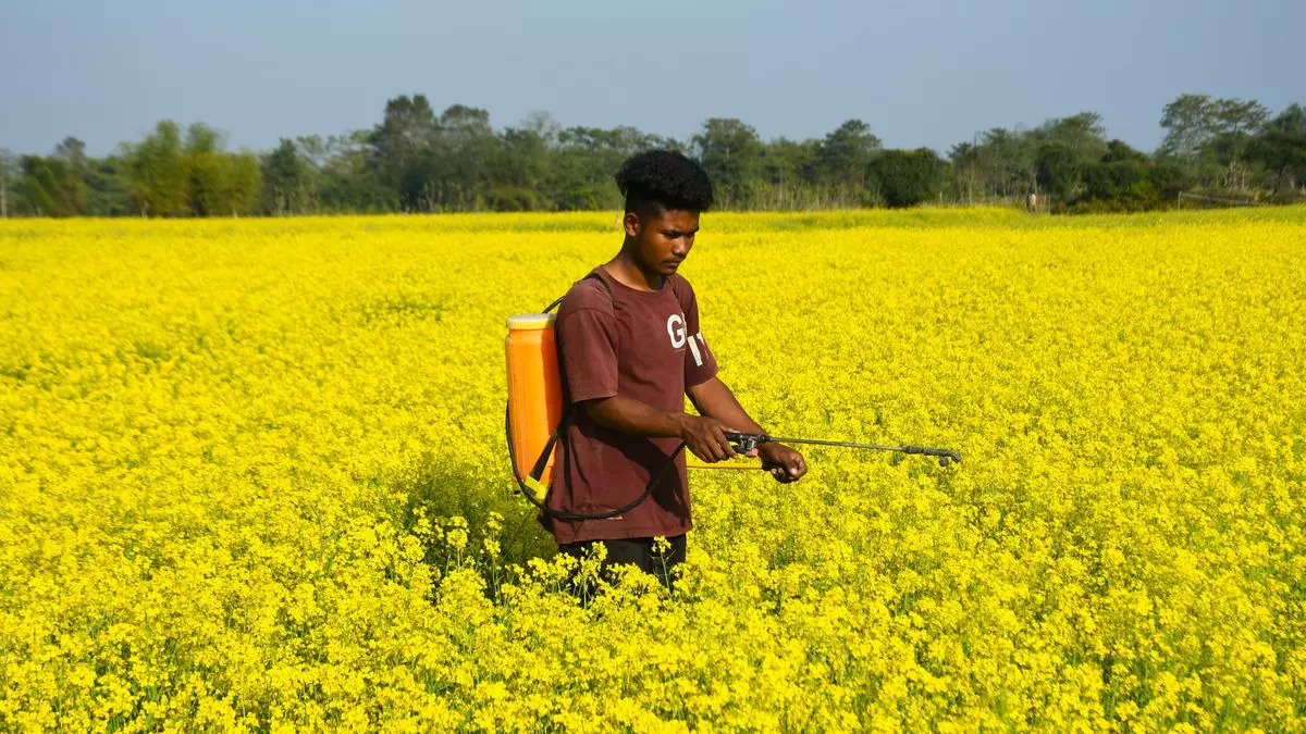 Farmers Are Holding Parts Of Mustard Chana Crops For At.jpg