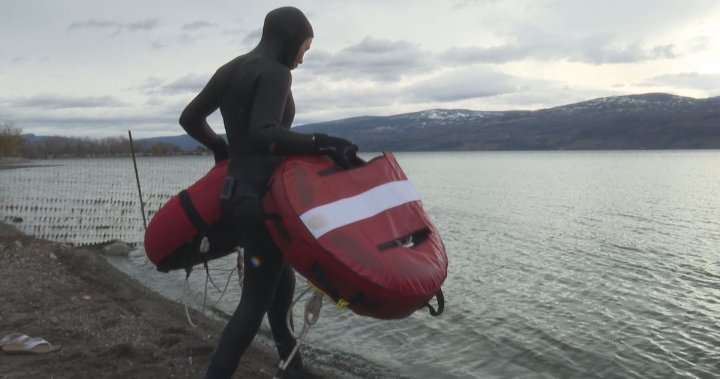 Freedivers Train In Okanagan Lake Okanagan.jpg