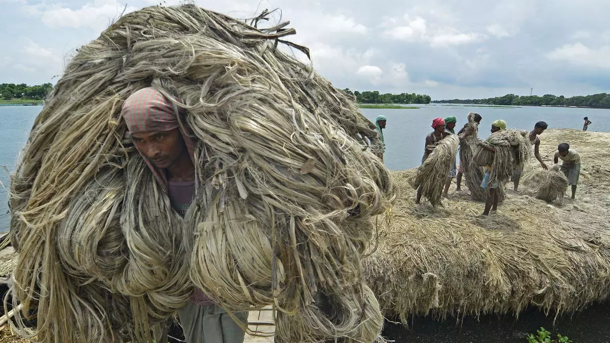 Govt Raises Msp For Jute By ₹285qtl For Fy25 65.jpg