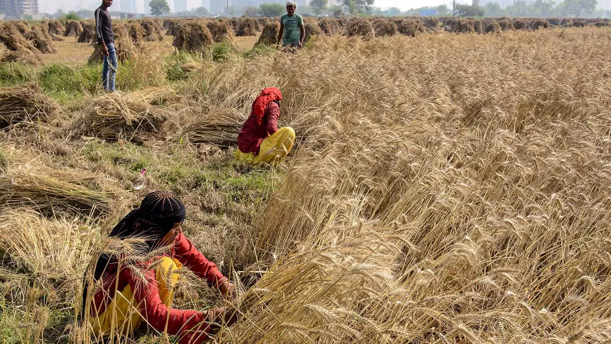 Indian Govt Likely To Continue Open Market Sale Of Wheat.jpg