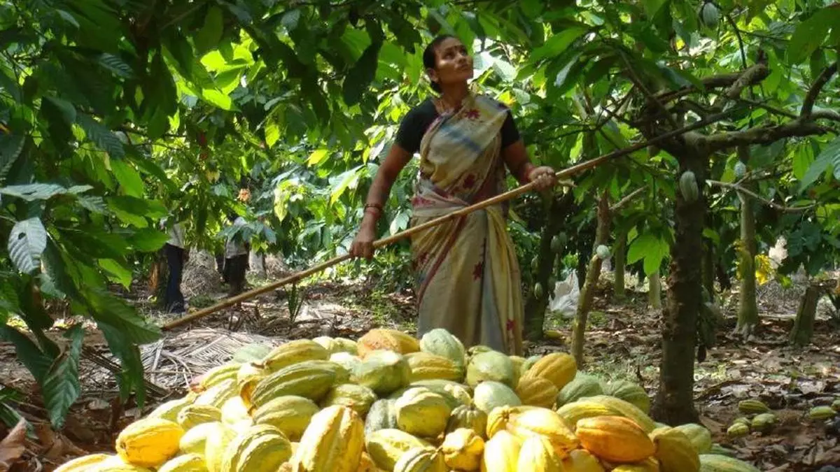 Indian Growers Begin Reaping Flavours Of Global Cocoa Price Surge.jpg