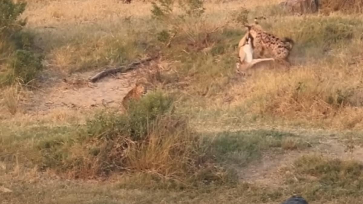 Leopard Hyenas And Crocodiles Turn Forest Into Battleground Watch.png