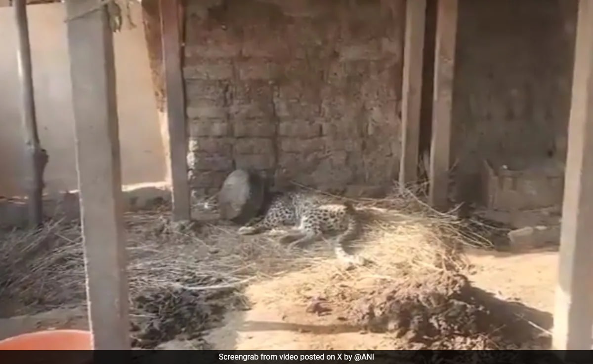 Leopard Spends 5 Hours With Head Stuck In Metal Pot.jpeg