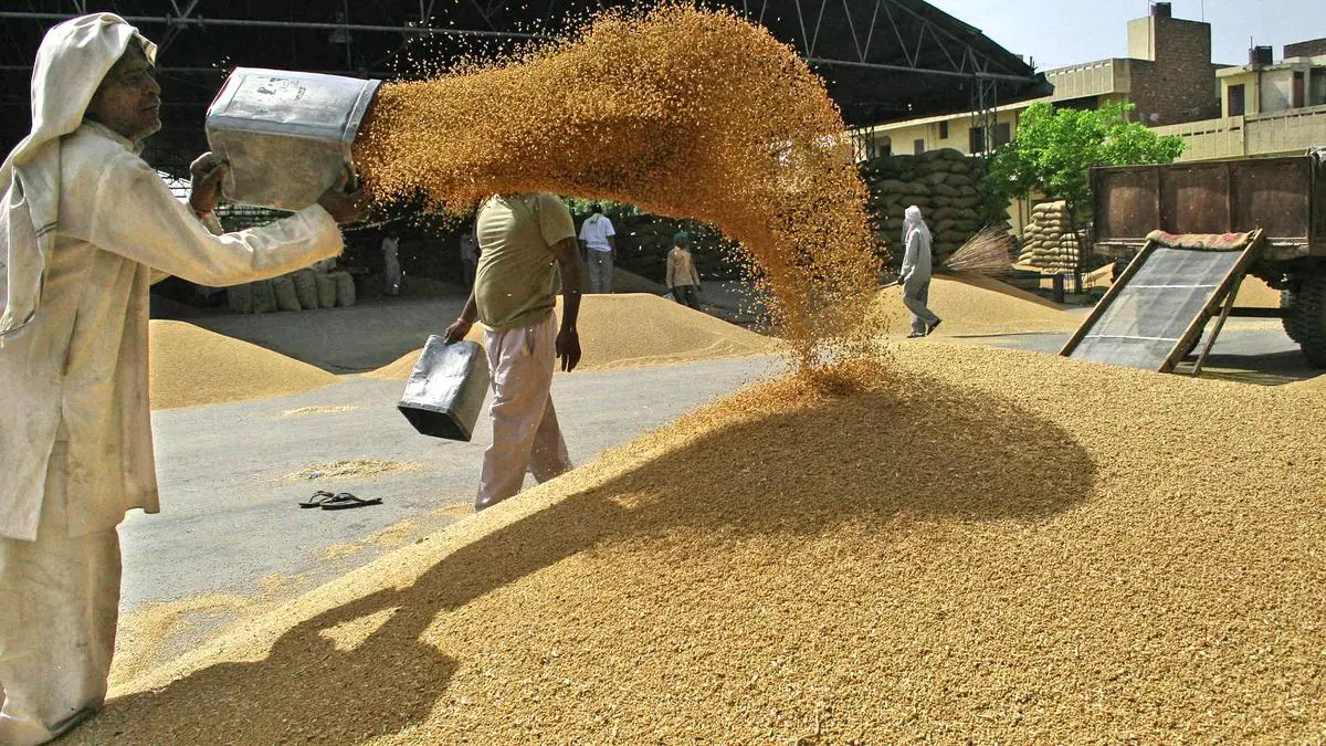 Rains Delay Indias Wheat Harvest Put Off Procurement.jpg