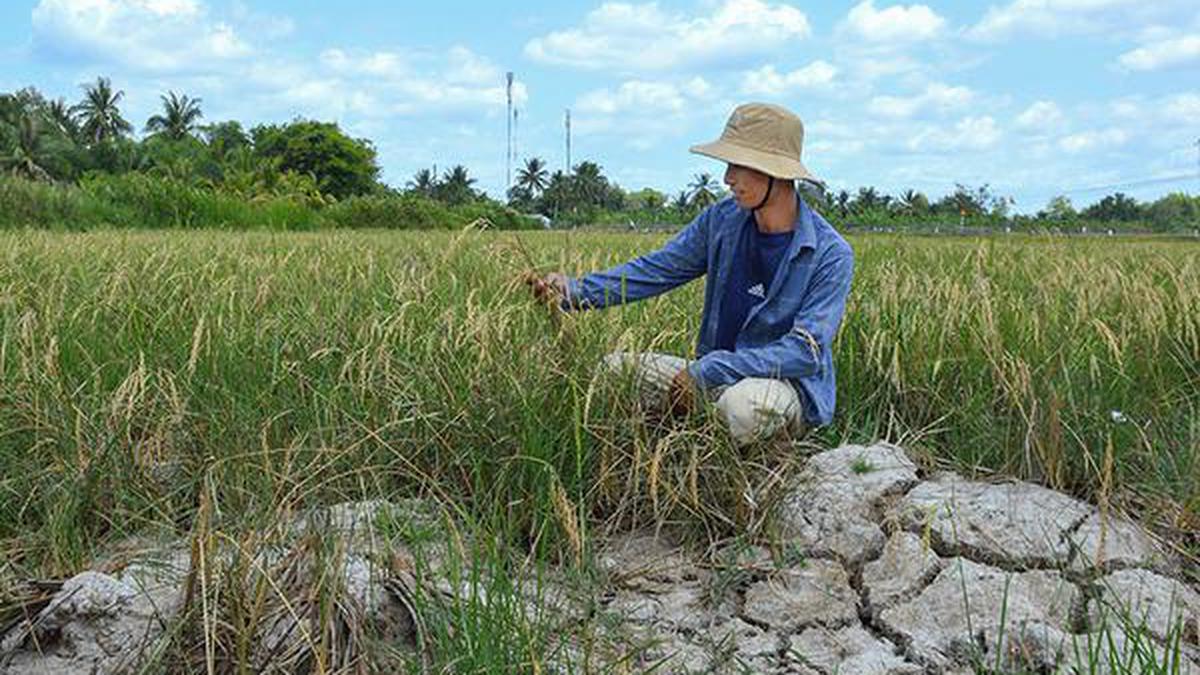 Vietnams ‘rice Bowl About To Crack As Saltwater Levels Rise.jpg