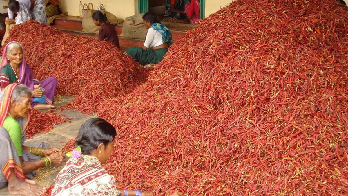 What Set Byadagi Chilli Market On Fire In Karnataka.jpg