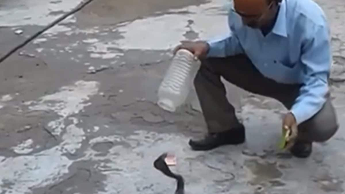 1713289403 Watch Man Traps Snake In Plastic Container Like A Pro.jpg