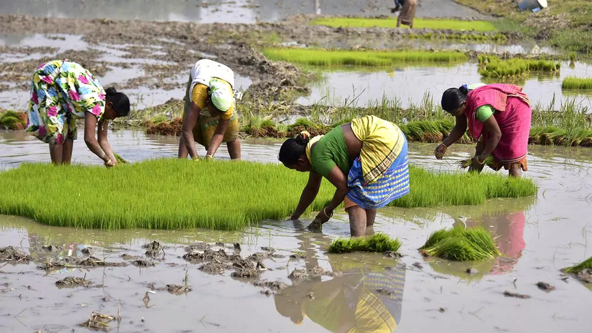 1713656145 Area Under Summer Crops Up 8 On Higher Paddy Pulses.jpg