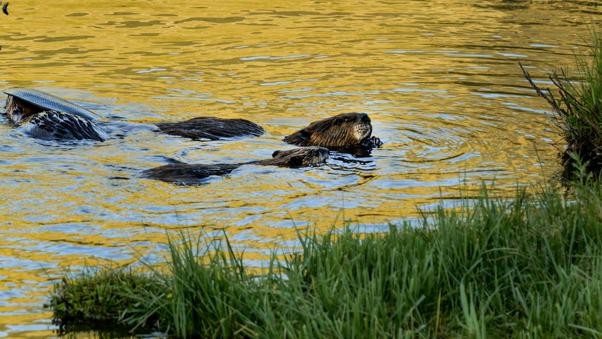 1714234414 Beavers Are Helping Fight Climate Change Satellite Data Shows.jpg