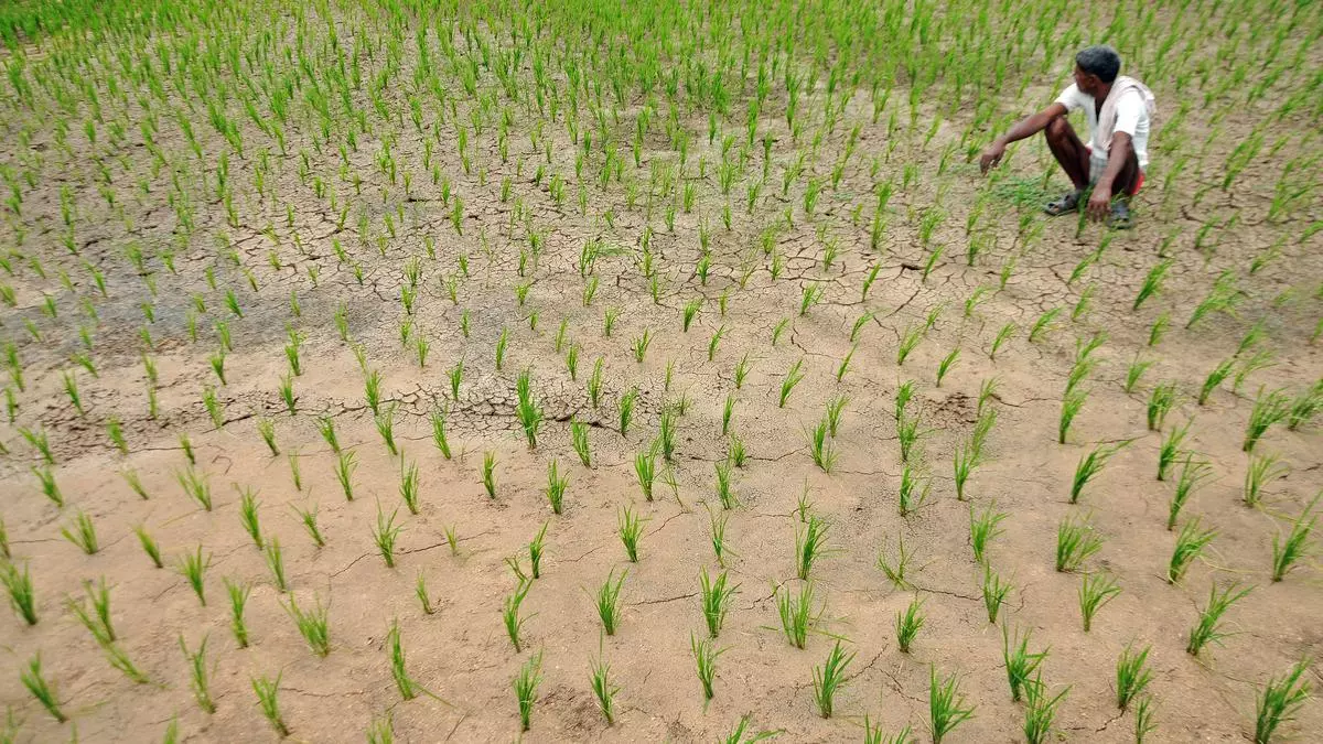 Bengal To Allow Marginal Farmers To Sell Paddy In Boro.jpg