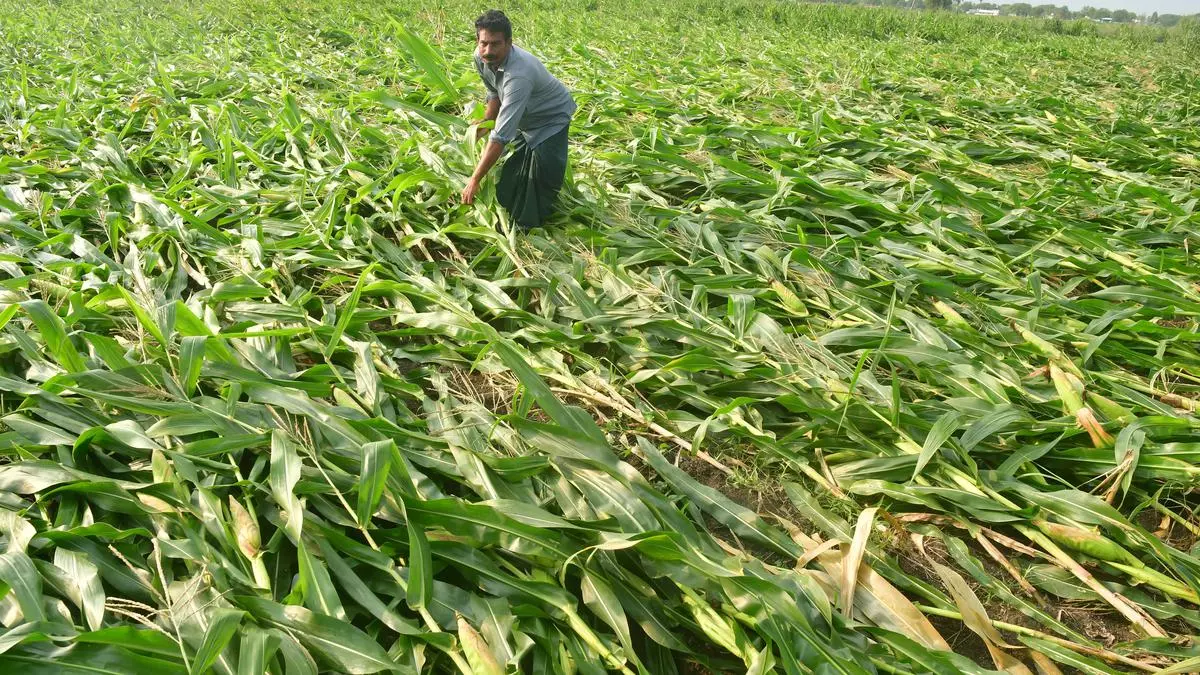 Bihar Mulling Embracing Centres Crop Insurance Scheme After Jharkhand Telangana.jpg