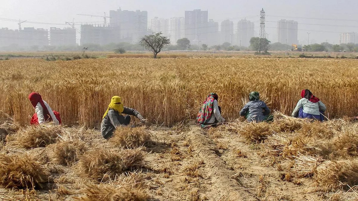 Fci Wheat Procurement Picks Up Nears 120 Lakh Tonnes.jpg