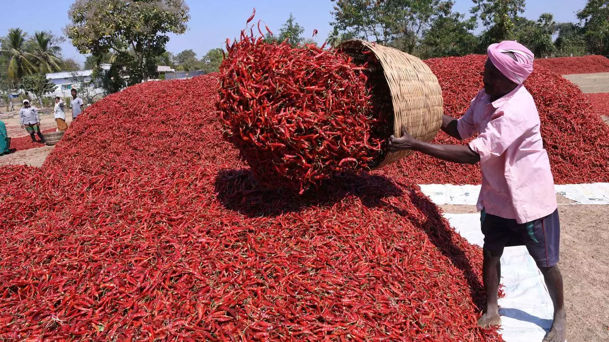 Indian Chilli Prices Likely To Be Weighed Down By Muted.jpg