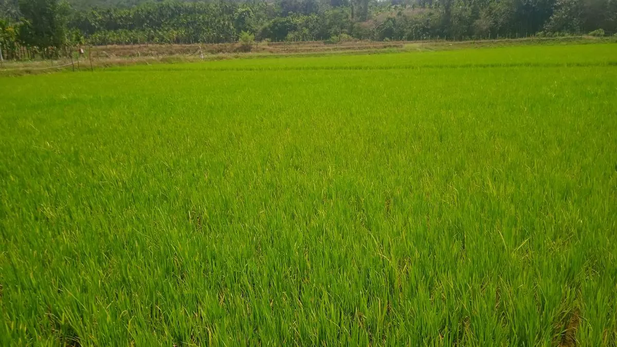 Kisankraft Develops 12 Direct Seeded Rice Varieties To Take Up Multi Location.jpg