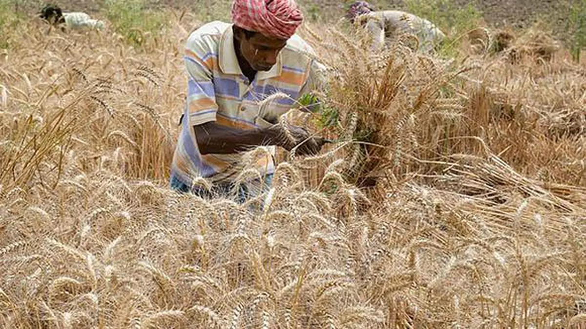 Late Duration And Climate Resilient Varieties Drive Indias Wheat Output To.jpg