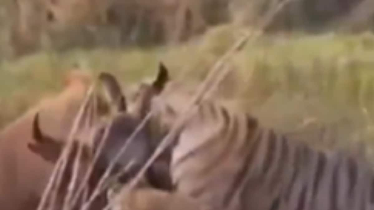 Nail Biting Video Gaur Escapes The Clutches Of Fierce Tiger With.png