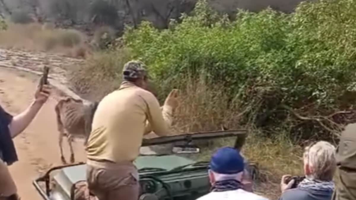 Watch Tigers Spine Chilling Encounter With Cow At Ranthambore National Park.png